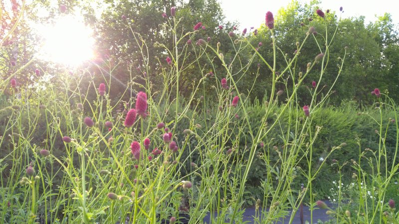 Sanguisorba officinalis 'Arnhem' Кровохлёбка